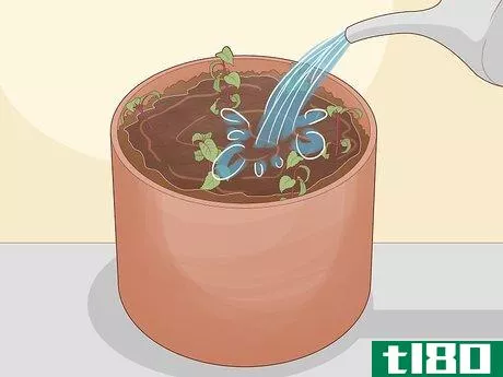 Image titled Care for Fuchsia Step 23