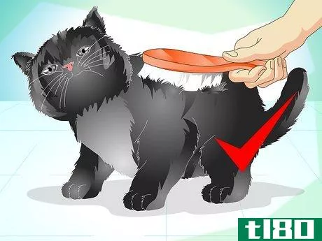 Image titled Care for Your Cat's Coat Step 2