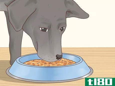 Image titled Care for a Labrador Retriever Step 1