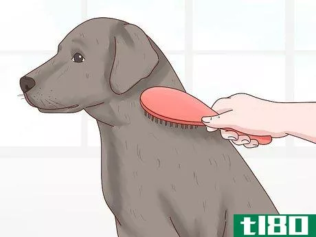 Image titled Care for a Labrador Retriever Step 5
