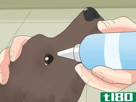 Image titled Care for German Shorthaired Pointers Step 11