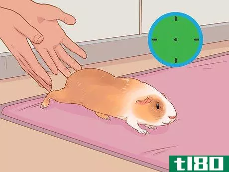 Image titled Care for a Crested Guinea Pig Step 14