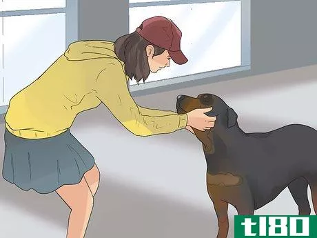 Image titled Care for Rottweilers Step 17