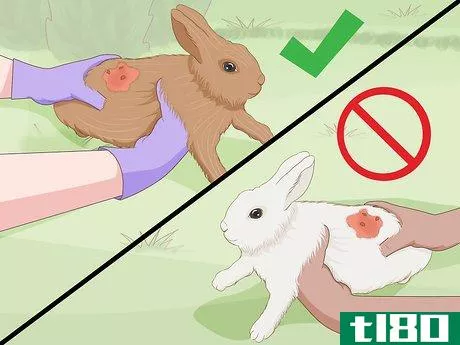 Image titled Care for an Injured Rabbit Step 16
