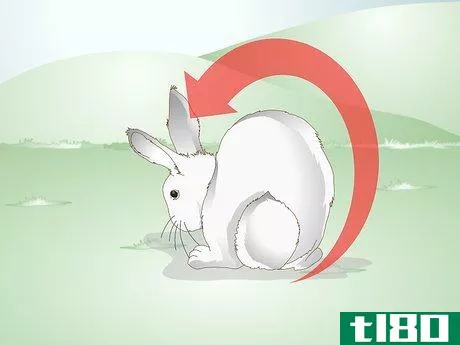 Image titled Care for a Rabbit with GI Stasis Step 3