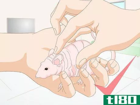 Image titled Care for a Hairless Rat Step 14