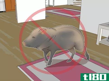 Image titled Care for a Javelina Step 14