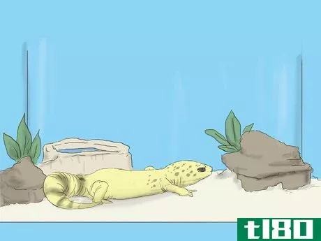 Image titled Care for a Wounded Leopard Gecko Step 5