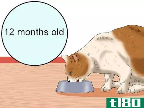 Image titled Care for an FIV Infected Cat Step 3