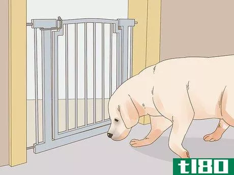 Image titled Care for a Dog Blind from Birth Step 2