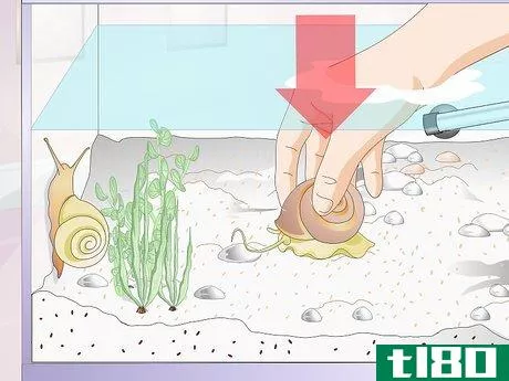 Image titled Control an Algae Bloom Step 4