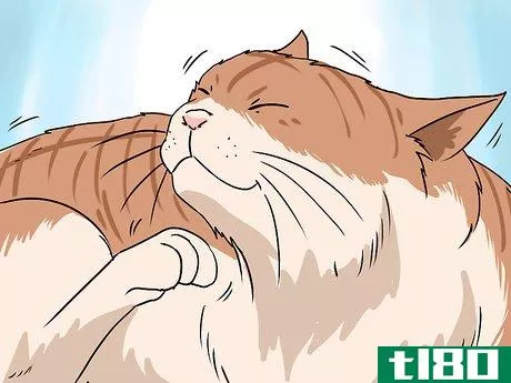 Image titled Deal with Hair Loss in Cats Step 7