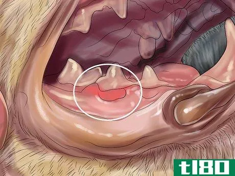 Image titled Deal with Tooth Resorption in Cats Step 5