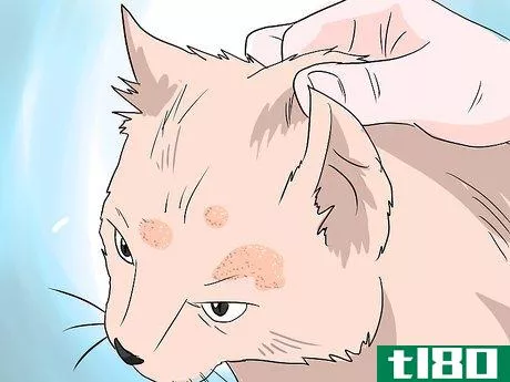 Image titled Deal with Hair Loss in Cats Step 5