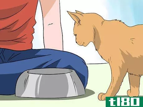 Image titled Deal with Hair Loss in Cats Step 9