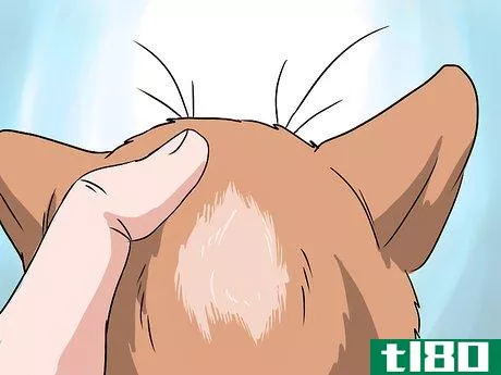 Image titled Deal with Hair Loss in Cats Step 8