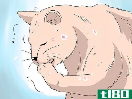 Image titled Deal with Hair Loss in Cats Step 1