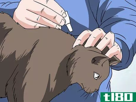 Image titled Deal with Hair Loss in Cats Step 14