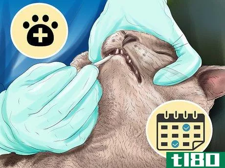 Image titled Deal with Tooth Resorption in Cats Step 2