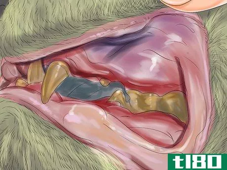 Image titled Deal with Tooth Resorption in Cats Step 4