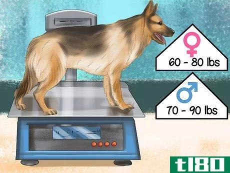 Image titled Decide Whether to Get a German Shepherd Step 6