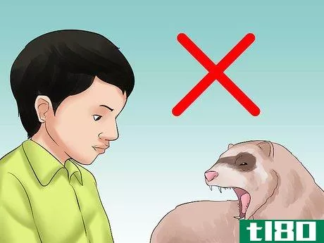 Image titled Decide if a Ferret Is the Right Pet for You Step 6