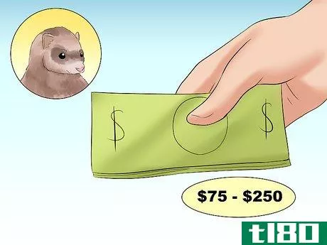 Image titled Decide if a Ferret Is the Right Pet for You Step 11