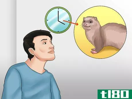 Image titled Decide if a Ferret Is the Right Pet for You Step 1