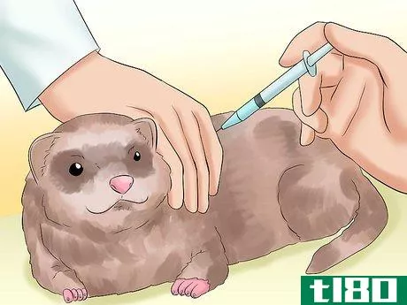 Image titled Decide if a Ferret Is the Right Pet for You Step 12