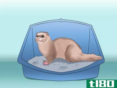 Image titled Decide if a Ferret Is the Right Pet for You Step 3