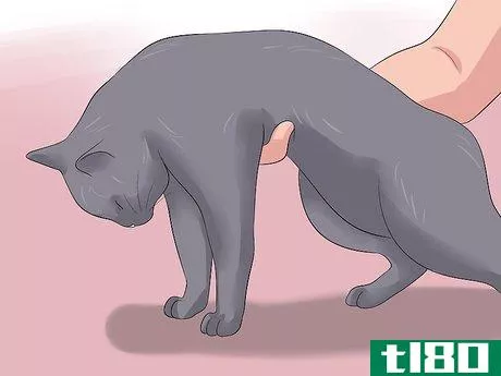 Image titled Diagnose Kidney Failure in Cats Step 11