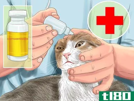 Image titled Diagnose and Treat Bulging Eye in Cats Step 9