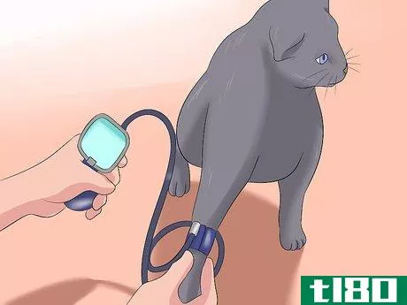 Image titled Diagnose Kidney Failure in Cats Step 13