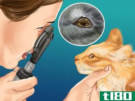 Image titled Diagnose and Treat Bulging Eye in Cats Step 1