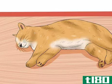Image titled Diagnose Feline Upper Respiratory Illness Step 5