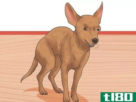 Image titled Diagnose a Collapsing Trachea in Chihuahuas Step 1