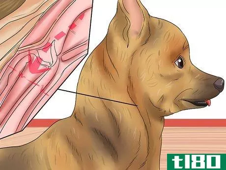 Image titled Diagnose a Collapsing Trachea in Chihuahuas Step 10