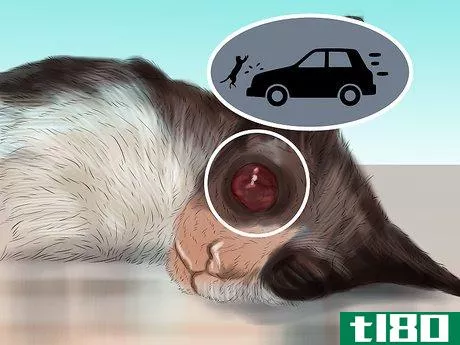 Image titled Diagnose and Treat Bulging Eye in Cats Step 2