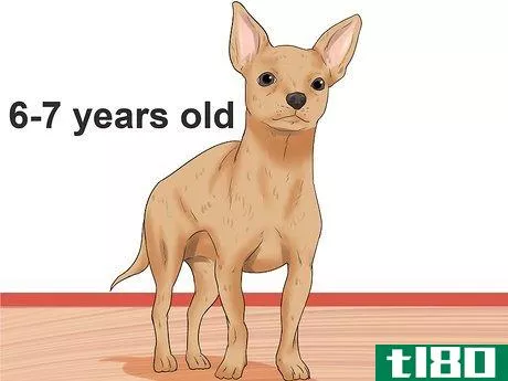 Image titled Diagnose a Collapsing Trachea in Chihuahuas Step 11