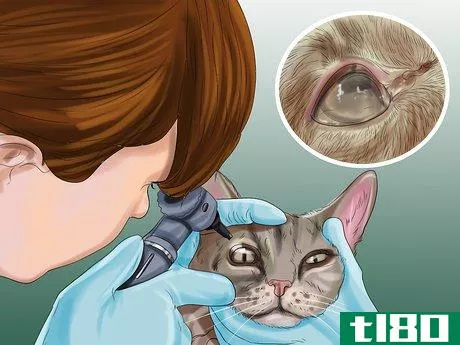Image titled Diagnose and Treat Bulging Eye in Cats Step 4