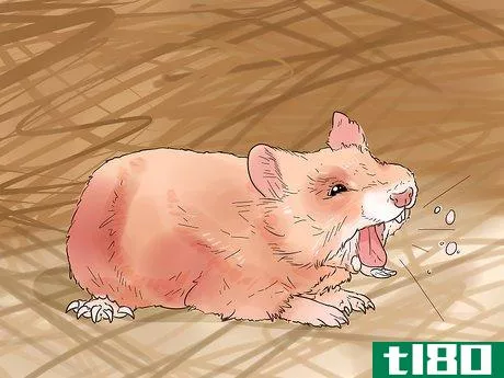 Image titled Diagnose and Treat Allergies in Hamsters Step 1