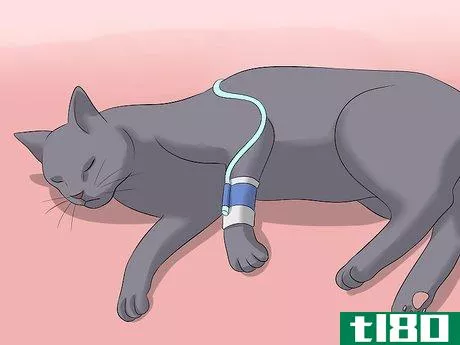 Image titled Diagnose Kidney Failure in Cats Step 19
