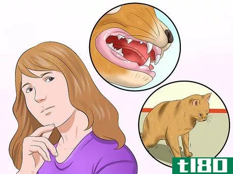 Image titled Diagnose Feline Upper Respiratory Illness Step 7