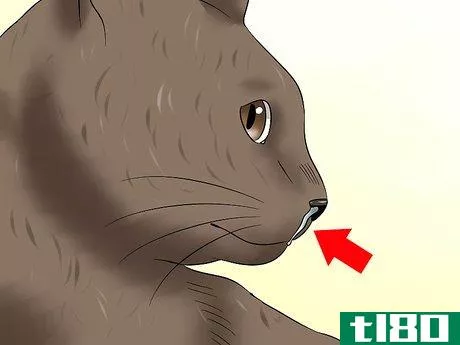 Image titled Diagnose Feline Upper Respiratory Illness Step 1