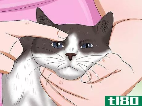 Image titled Diagnose Feline Upper Respiratory Illness Step 3