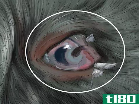Image titled Diagnose and Treat Bulging Eye in Cats Step 3