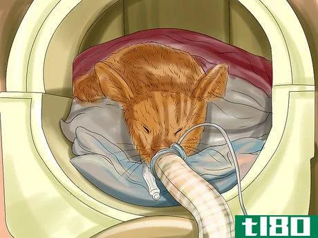 Image titled Diagnose and Treat Bulging Eye in Cats Step 7