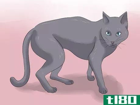 Image titled Diagnose Kidney Failure in Cats Step 9