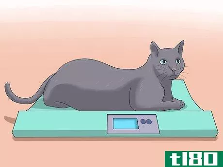 Image titled Diagnose Kidney Failure in Cats Step 6