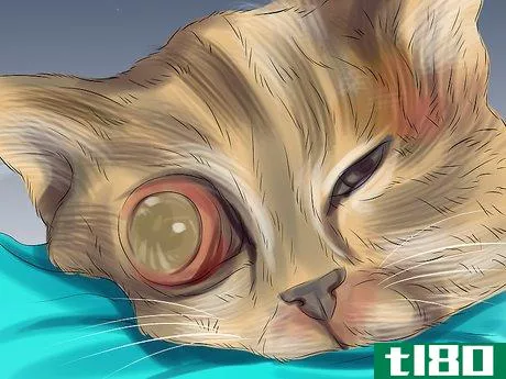 Image titled Diagnose and Treat Bulging Eye in Cats Step 8